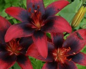 Another nameless Asiatic lily - deepest red with black freckles. Hill Farm, July 21, 2014
