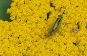 Must have been the mild winter - insect populations are thriving this year. Like this fellow - green grasshopper on Fernleaf Yarrow (Achillea filipendulina). Hill Farm, July 21, 2014
