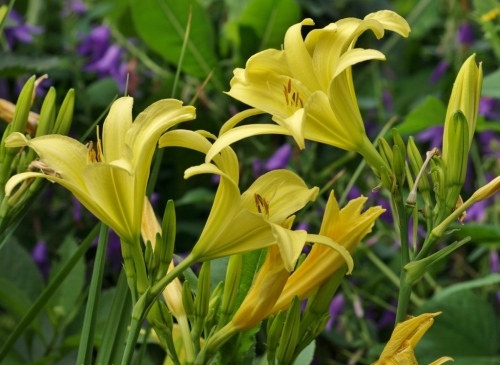 This older Daylily, Hemerocallis x 'Tetrina's Daughter', is one of my favourites because of its generous flowering, large size, and wonderful fragrance. Keep an eye out at the nursery in 2016, as I may be dividing it next year and a few pots may show up for sale. Great plant, very similar to my other heritage favourite 'Hyperion', also tall, pale yellow, floriferous and very fragrant. Hill Farm, July 21, 2014