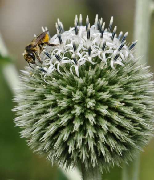 Honey bee on Giant Globe Thistle - Echinops sphaerocephalus. Hill Farm, July 21, 2014