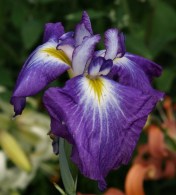 Japanese Iris - name unknown. Huge blooms - very exotic! A bit iffy in the Cariboo, but this one made it through the winter to reward us for our gamble. Hill Farm, July 21, 2014