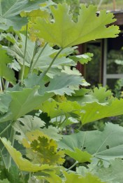 One of the foliage stars of the garden, and another giant plant. Plume Poppy, Macleaya cordata, routinely tops 10 feet. It blooms with sprays of tiny, coral and sulphur flowers, but the foliage is even more superb. Hill Farm, July 21, 2014