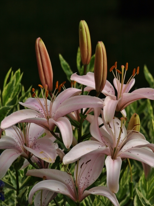 Pale pink Asiatic lily, no name known. Hill Farm, July 21, 2014