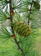 Goodsir Nature Park is full of trees - over 200 species from across Canada - so a nod to the woody flora is in order as well. Here is a fresh young cone on a larch (tamarack) tree - Larix sp.