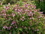 Spring Vetchling - Lathyrus verus. This sweet little pea thrives in coastal gardens, and is on Hill Farm's tril ist for possible suitability for our region's spring gardens. Image: HFN