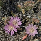 Bitterroot, Lewisia rediviva, near Ashcroft. May 30, 2014.