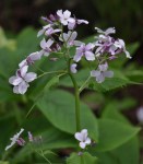 Lunaria rediviva 2017