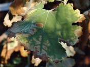 Macleaya cordata - Plume Poppy leaf - Hill Farm - November 1, 2014 