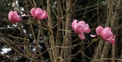 The same was true of many of the magnolias in both gardens - dropping blossoms fast. But there were still many to be enjoyed in their wonderfully exotic glory. Image: HFN
