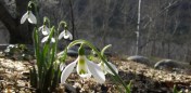 Galanthus nivalis