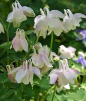 Wonderful year for columbines! Japanese fan columbine, Aquilegia flabellata, has hybridized to produce some interesting forms, such as this white flushed with streaks of rosy pink.