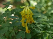 Corydalis lutea (now reclassified as Pseudofumaria lutea) makes a lush clump of blue green foliage, topped by clusters of intricate yellow flowers. This one blooms and blooms and blooms. Hoping to be able to share it through the nursery in the next year or two.