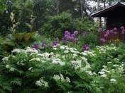 Mid-May in the Hill Farm garden. The purple globes of 'Purple SEnsation