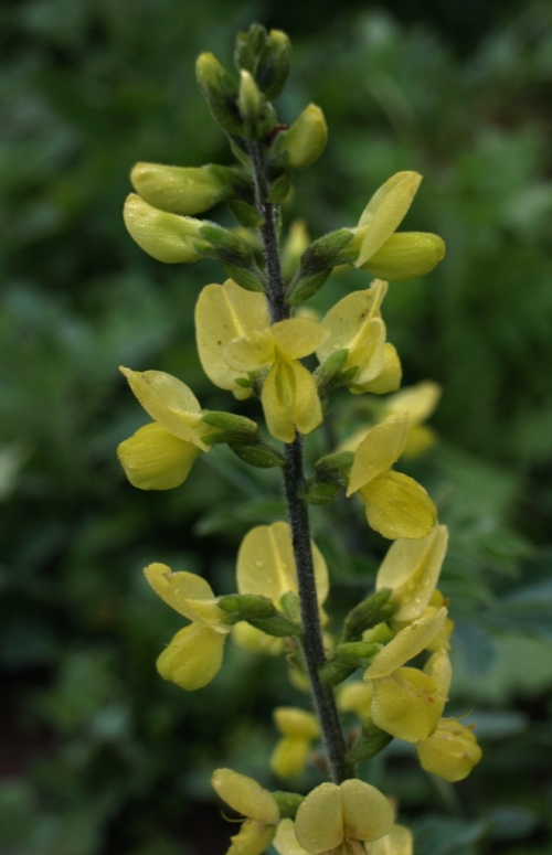Sulphur-yellow pea-flowers of Siberian Lupine, Thermposis lanceolata, bloom in mid May. New growth and stems are flushed rich indigo.