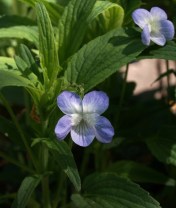 The European tall woodland violet, Viola elatior, has naturalized nicely in the shady parts of the garden. Pale purple and white flowers are produced in great profusion in May.