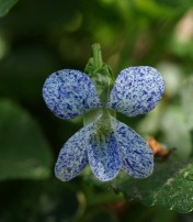 And themn of course there are the many lovely wooly violets, Viola sororia. Extra charming is the cultivar 'Freckles'.