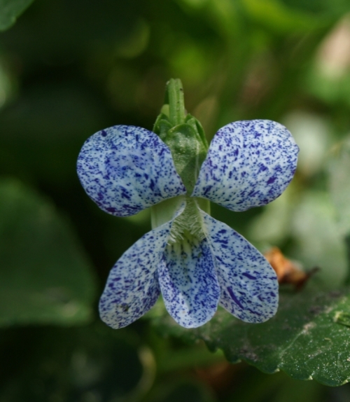 And themn of course there are the many lovely wooly violets, Viola sororia. Extra charming is the cultivar 'Freckles'.