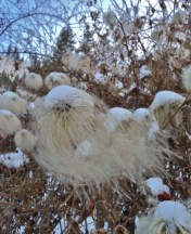 clematis tangutica seedheads