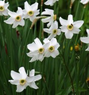 Narcissus poeticus - Poet's Narcissus, Pheasant's Eye Narcissus. Image: HFN