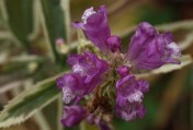 Variegated Obedient Plant - Physostegia virginiana 'variegata'. A reliable fall-blooming favourite. Almost over, but still looking good.