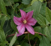 Here's a real surprise! An unexpected flower on a summer-blooming hybrid clematis. Bad timing, but we're enjoying it.