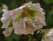 Russian Yellow Hollyhocks, Alcea rugosa, have naturally hybdridized with double A. rosea and figleafed single A. ficifolia to produce some interesting offspring, like this semi-double peachy thing. Another long-bloomer, starting in late June and going until the snow on ever-lengthening bloom stalks.