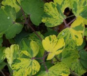Detail of a variegated columbine leaf - Aquilegia vulgaris 'Leprechaun's Gold'.
