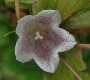 The rompingly invasive Korean Bellflower, Campanula takesimana, is something of a pest, but I forgive it its wilful ways when I tip up a bell and see this charming arrangement of freckles and whiskers.