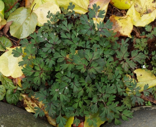 Lovely new foliage of the borderline-hardy ephemeral Corydalis flexuosus 'Royal Purple' has appeared after its summer rest.