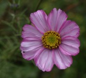 Annual Cosmos - Cosmos bipinnatus - still doing its best through cold and wind and storm.