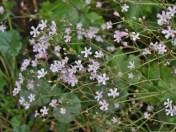 Gypsophila pacifica, take two.