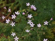 The delicately pink blooms of an ethereal Baby's Breath - Gypsophila pacifica. In the background, fragrant Southernwood, Artemisia abrotanum.