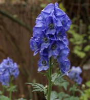 Smoky-blue Autumn Monkshood, Aconitum carmichaelii.