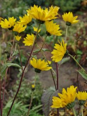 Look at this wonderful perennial sunflower! Most are super-hardy - this one is soundly Zone 2 - but they generally bloom too late for us to enjoy them here in the Cariboo-Chilcotin. While visiting at Laughing Swan Nursery in Kamloops, we were made aware of this relatively early species, Helianthus atrorubens 'Gullick's Variety' - one of the earliest, and so it seems to be. It's been blooming since early October, and it's a truly lovely thing. If all goes well, watch for it in the nursery in a few years.
