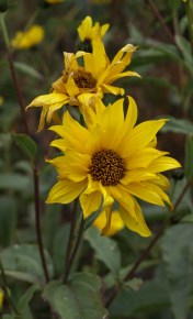 And another look at the flowers of Helianthus atrorubens 'Gullick's Variety' - a perennial sunflower.