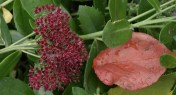 Reliable and bee-friendly 'Autumn Joy' Sedum - Hylotelephium spectabile. Possibly overused in municipal plsntings, but I love mine for its excellent form and sturdy good looks from spring till snowfall.