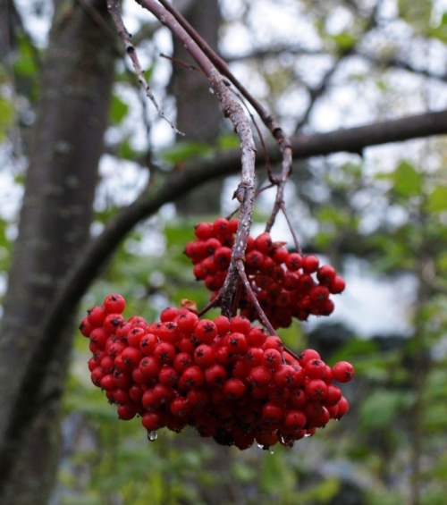 And here is a final image of autumn colour. The berries of American Mountain Ash, Sorbus americana, persist after the brightly coloured leaves have fallen. One day soon our resident flock of waxwings will descend and strip the tree bare, but today the clusters still hang in scarlet perfection.