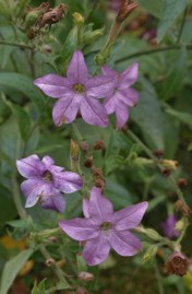 Annual Nicotiana affinis. This self seeds in the bed where we planted it years ago. I think it is 'Daylight Sensation' - tall, very fragrant at night, and lovely shades of purple.