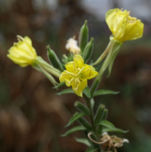 Getting tattered but still opening its lemony blooms every night is fragrant biennial Evening Primrose - Oenothera biennis.