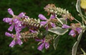 And another view of the Physostegia virginiana 'variegata'.