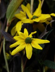 Rudbeckia nitida 'Herbstsonne'. This stately flower has gone to seed, but lo and behold, a few fresh flowers have opened in this year's extended autumn.