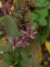 'Blue Wonder' Toad Lily - Tricyrtis hirta x formosana.