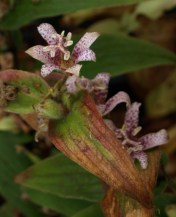 One of the Japanese Toad Lilies in our ever-increasing test planting of this late-bloomimg treaure, Tricyrtis formosana x 'Empress'.