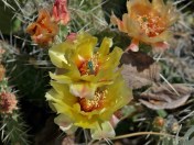 Opuntia fragilis, Prickly Pear Cactus. In full bloom on the hills around Penticton. 
