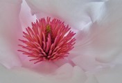 Magnolia heart, Vancouver, April 2016. Image: HFN