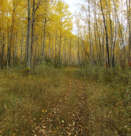 Through the golden forest, down along the river, Macalister, B.C. October 9, 2014