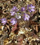 Hepatica acutiloba