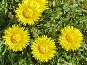 Dandelion 2016