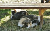 Greenhouse helpers taking a well-deserved rest break in the warm spring sunshine.
