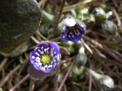 Hepatica nobilis - Our treasured clump of this earliest-blooming eastern North American wildflower is loaded with buds - a month of pure pleasure is at hand - the daily check-in to see the progress of the delicate blooms has started. Image: HFN